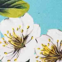 A close-up of a floral print featuring white blossoms with yellow centers and green leaves against a light blue background.
